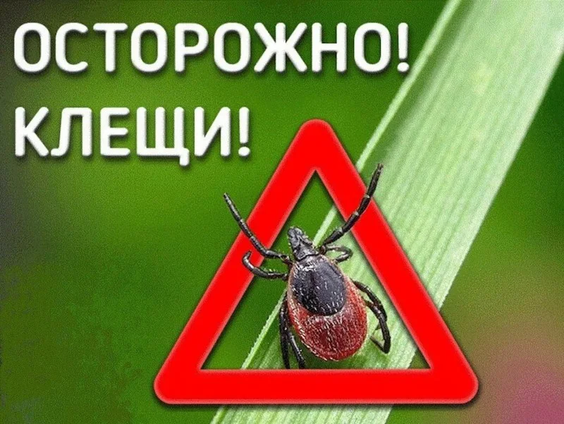 Достаточно ли только прививки, чтобы защитить себя от инфекций, которые переносят клещи?