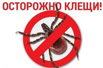 Что делать, если Вас укусил клещ