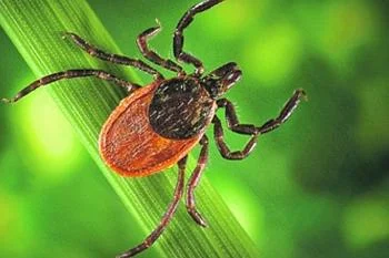 Внимание! Клещевые инфекции!