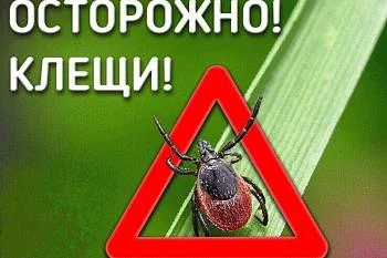 Достаточно ли только прививки, чтобы защитить себя от инфекций, которые переносят клещи?